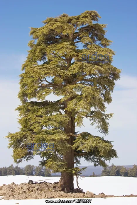 : Atlas Cedar Tree - in winter in the Middle Atlas Mountains : Atlas Cedar Tree - in winter in the Middle Atlas Mountains