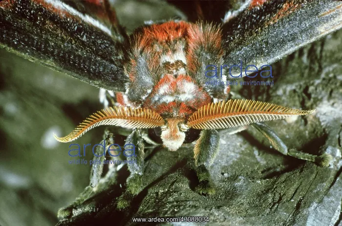 : Atlas Moth : Atlas Moth