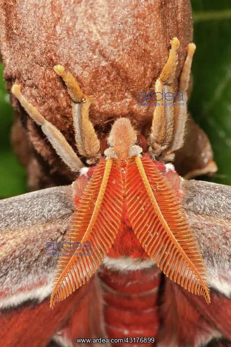 : Atlas Moth : Atlas Moth