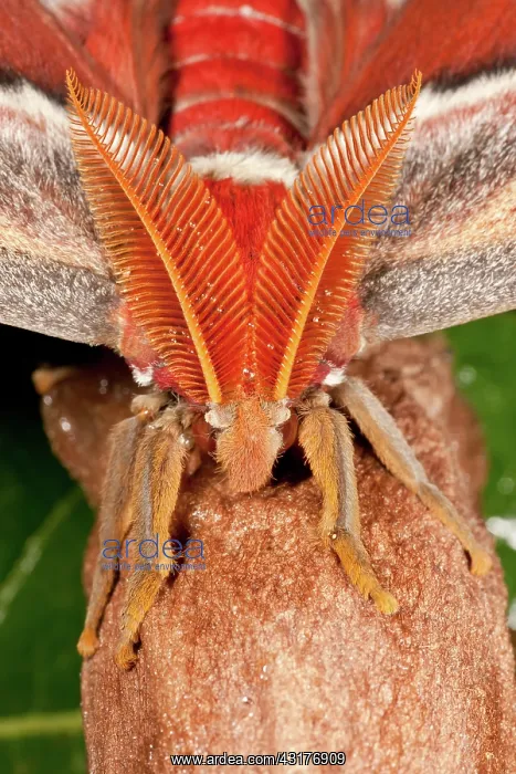 : Atlas Moth : Atlas Moth