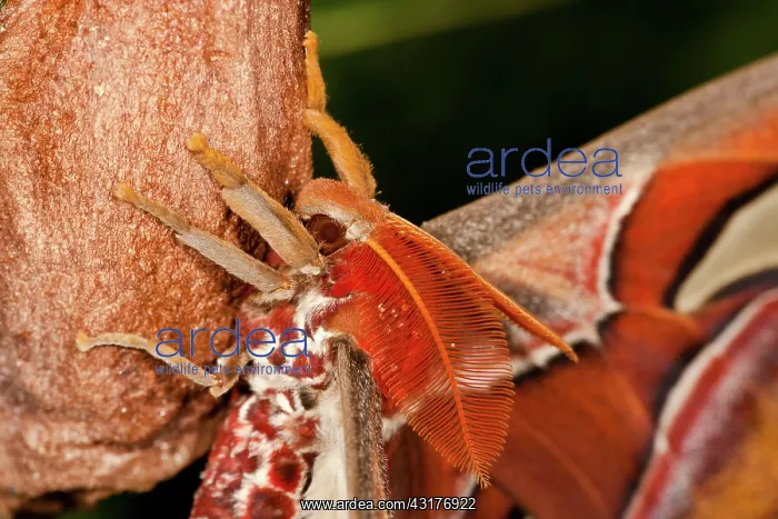 : Atlas Moth : Atlas Moth