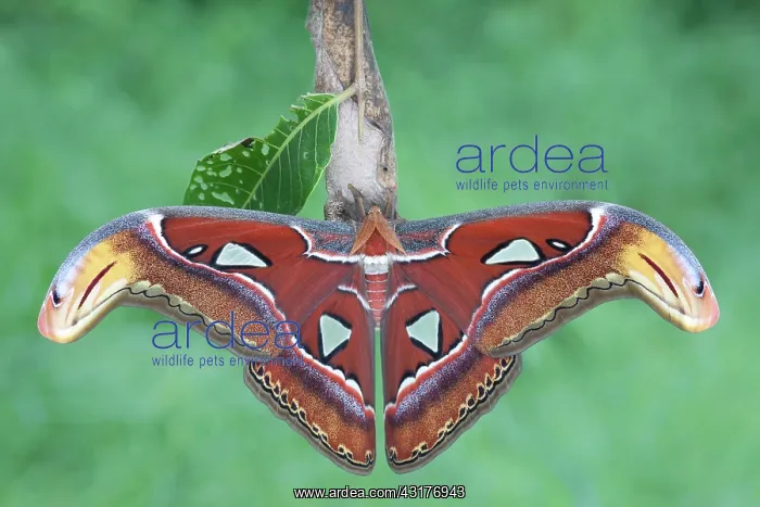 : Atlas Moth : Atlas Moth