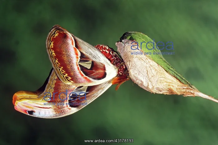 : Atlas Moth : Atlas Moth