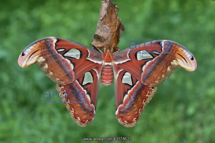 : Atlas Moth : Atlas Moth