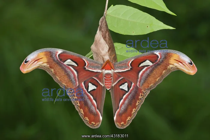 : Atlas Moth : Atlas Moth