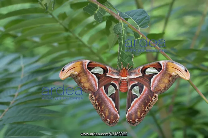 : Atlas Moth : Atlas Moth