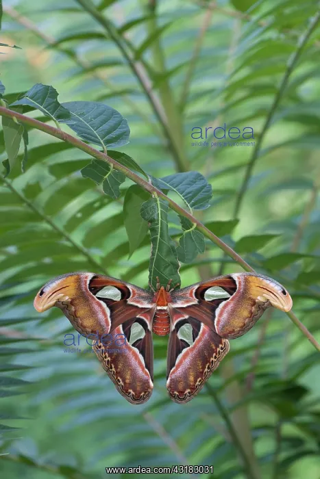 : Atlas Moth : Atlas Moth