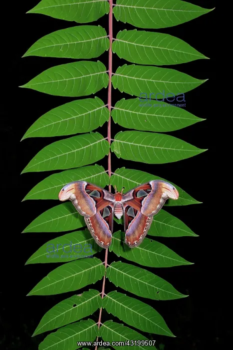 : Atlas Moth : Atlas Moth