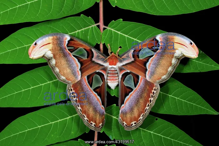 : Atlas Moth : Atlas Moth