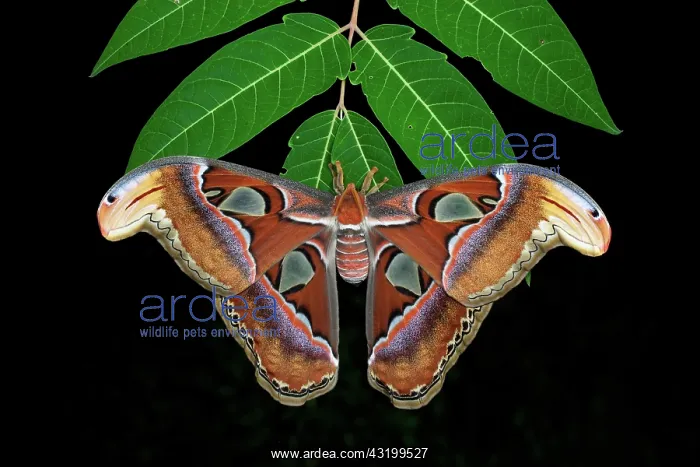 : Atlas Moth : Atlas Moth