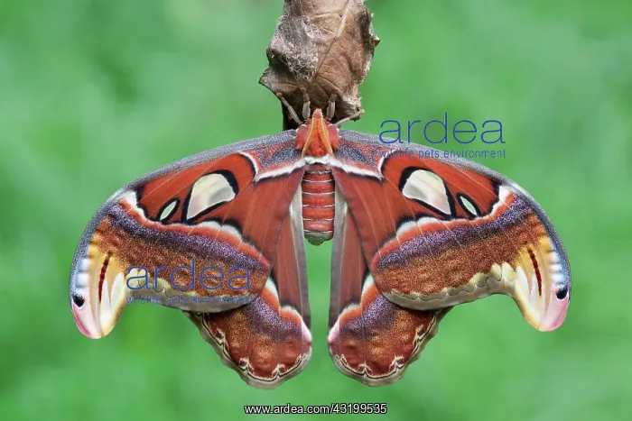 : Atlas Moth : Atlas Moth