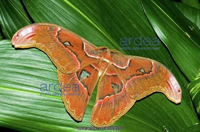 : Atlas Moth : Atlas Moth