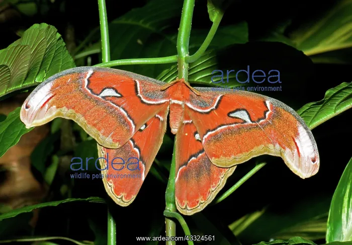 : Atlas Moth : Atlas Moth