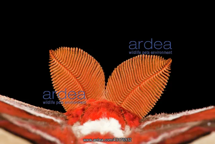 : Atlas Moth Antennae : Atlas Moth Antennae