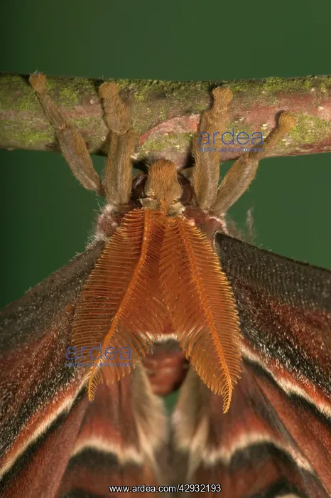 : Atlas Moth - Antennas of the male : Atlas Moth - Antennas of the male