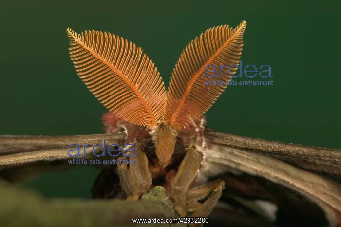 : Atlas Moth - Antennas of the male : Atlas Moth - Antennas of the male
