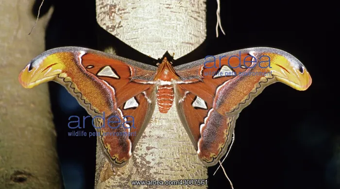 : Atlas Moth (Attaca atlas) : Atlas Moth (Attaca atlas)