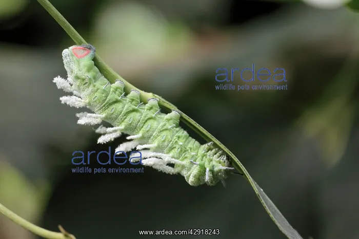 : Atlas Moth - caterpillar : Atlas Moth - caterpillar