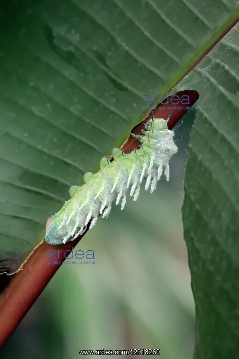 : Atlas Moth - caterpillar : Atlas Moth - caterpillar