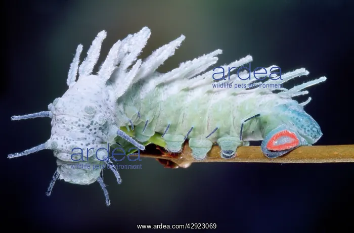 : Atlas Moth Caterpillar : Atlas Moth Caterpillar