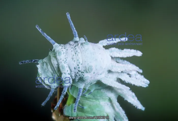 : Atlas Moth Caterpillar : Atlas Moth Caterpillar
