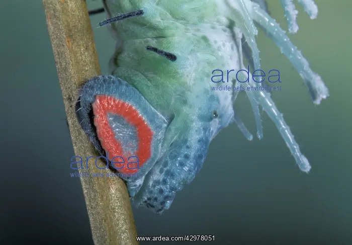 : Atlas Moth - detail of the caterpillar - prolegs : Atlas Moth - detail of the caterpillar - prolegs