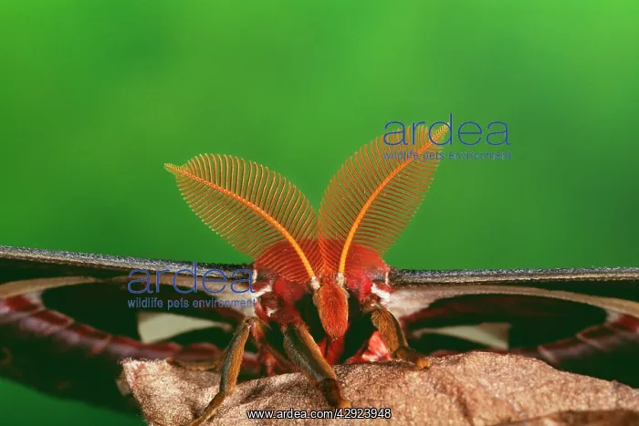 : ATLAS MOTH - close up of antennae or comb of male : ATLAS MOTH - close up of antennae or comb of male