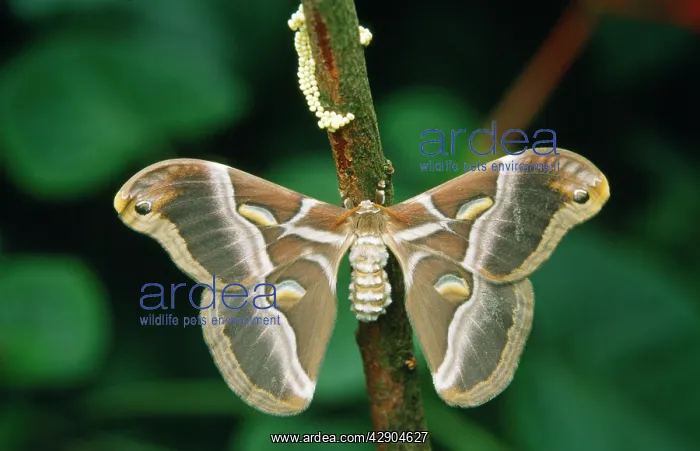 : Atlas MOTH - with eggs : Atlas MOTH - with eggs