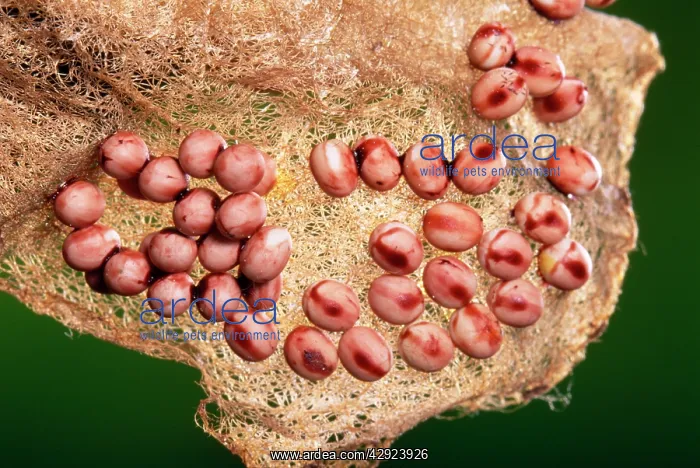 : Atlas Moth Eggs : Atlas Moth Eggs