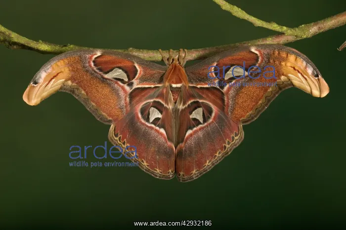 : Atlas Moth - Male : Atlas Moth - Male
