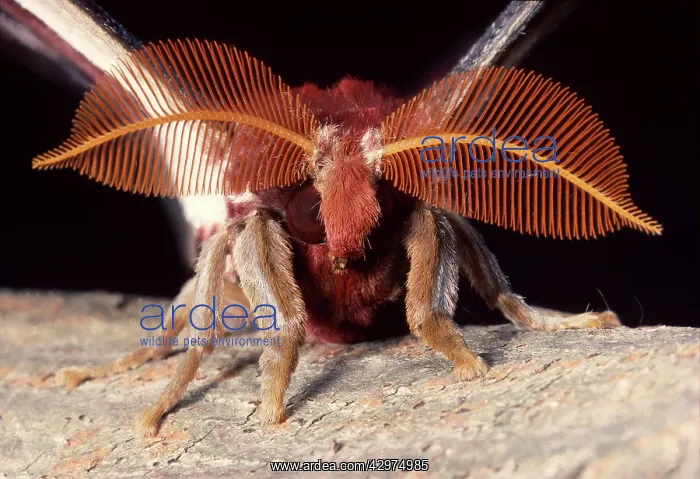 : Atlas Moth - male : Atlas Moth - male