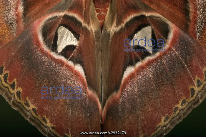: Atlas Moth - Detail of the wings : Atlas Moth - Detail of the wings