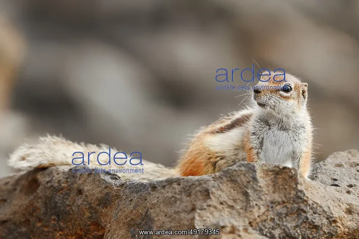 : Atlas squirrel or North African bristle squirrel (Atlantoxerus getulus) : Atlas squirrel or North African bristle squirrel (Atlantoxerus getulus)