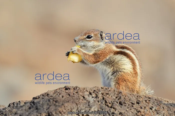 : Atlas squirrel or North African bristle squirrel (Atlantoxerus getulus) sits feeding on a rock : Atlas squirrel or North African bristle squirrel (Atlantoxerus getulus) sits feeding on a rock