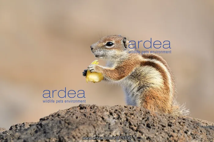 : Atlas squirrel or North African bristle squirrel (Atlantoxerus getulus) sits feeding on a rock : Atlas squirrel or North African bristle squirrel (Atlantoxerus getulus) sits feeding on a rock
