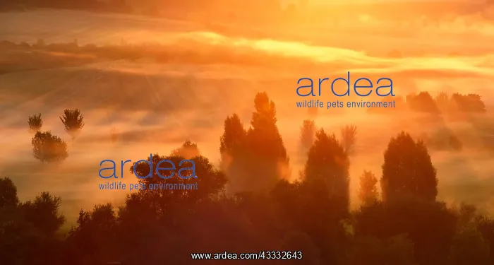  : Atmospheric field landscape with trees at sunrise
