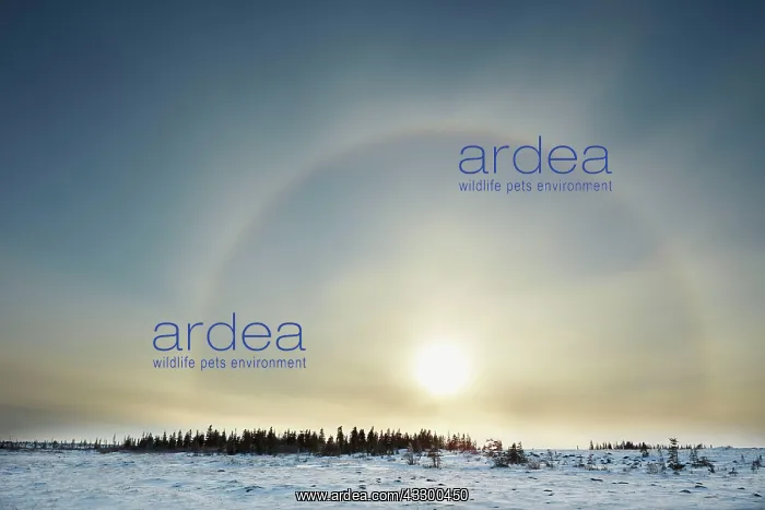 : Atmospheric phenomenon sun dog caused by the interaction : Atmospheric phenomenon sun dog caused by the interaction
