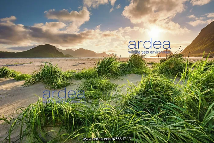 : Atmospheric warm back light on the white sandy beach : Atmospheric warm back light on the white sandy beach