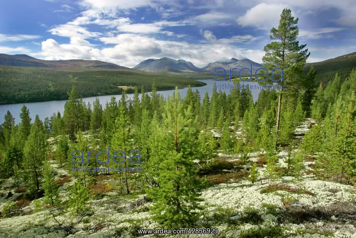 : Atna valley - wild mountain scenery in early autumn : Atna valley - wild mountain scenery in early autumn
