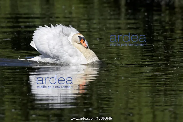 : Attacking swan : Attacking swan