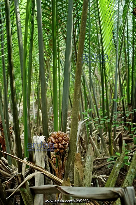: Attap / Nipah Palm - palm fruit - Pulau ubin : Attap / Nipah Palm - palm fruit - Pulau ubin