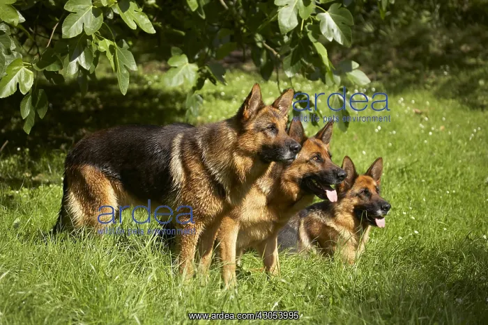 : Attentive German Shepherds in the grass : Attentive German Shepherds in the grass