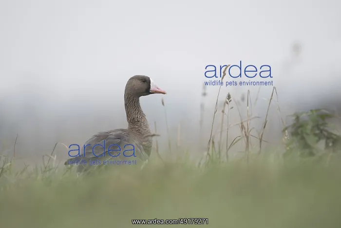 : Attentive... White-fronted goose (Anser albifrons) : Attentive... White-fronted goose (Anser albifrons)