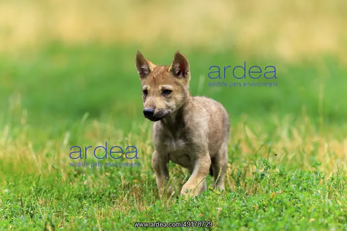  : An attentive wolf pup standing on green grass