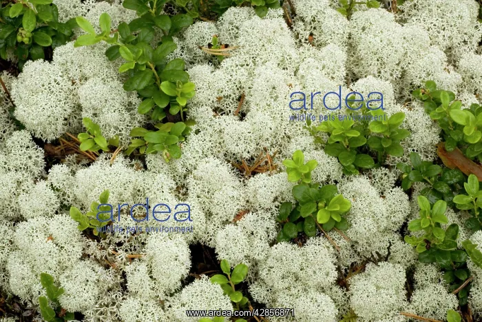: An attractive arctic lichen, with cowberry leaves : An attractive arctic lichen, with cowberry leaves