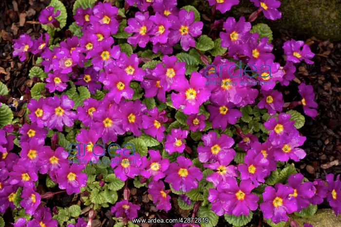 : An attractive winter and spring-flowering garden primula : An attractive winter and spring-flowering garden primula