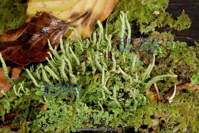 : An attractive woodland lichen, resistant to air pollution : An attractive woodland lichen, resistant to air pollution