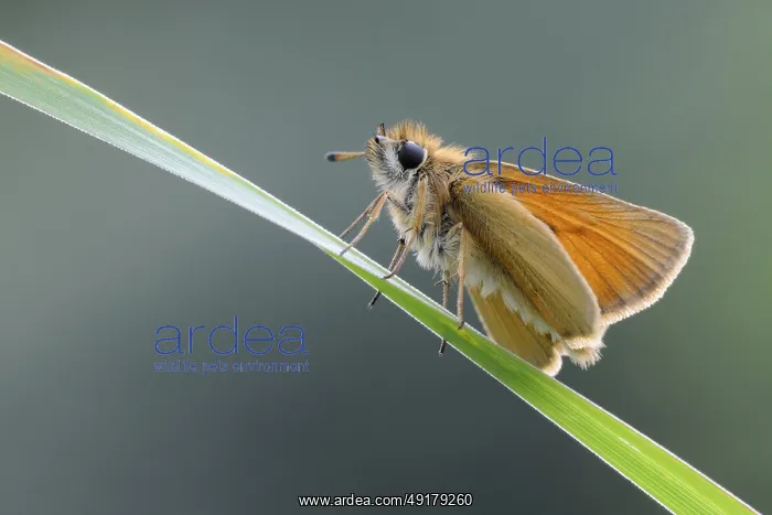 : Atypical butterfly... Essex skipper (Thymelicus lineola) : Atypical butterfly... Essex skipper (Thymelicus lineola)