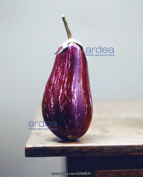 : Aubergine, Solanum melongena : Aubergine, Solanum melongena