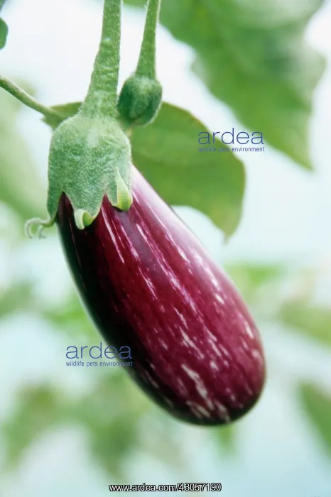 : Aubergine, Solanum melongena : Aubergine, Solanum melongena